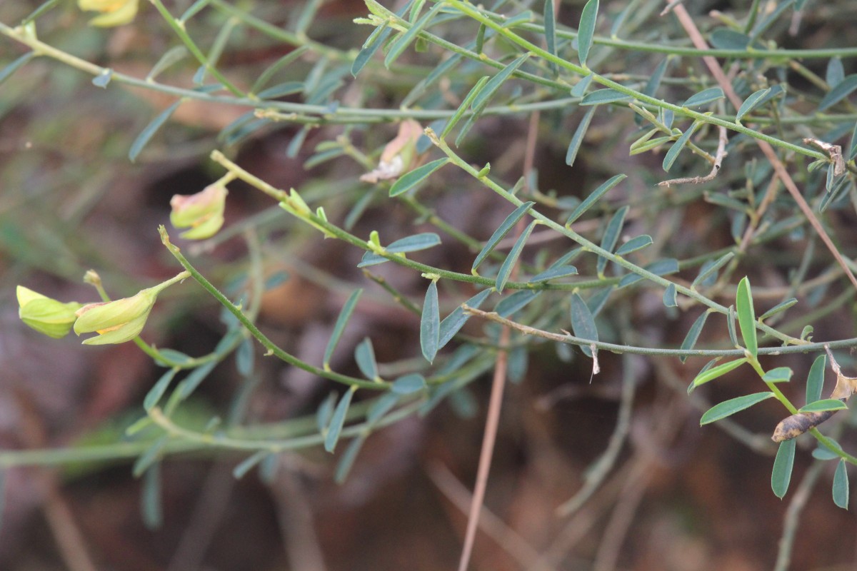 Crotalaria albida B.Heyne ex Roth